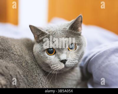Un gatto britannico shorthair riposa e dorme sul divano Foto Stock