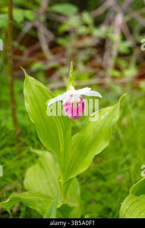 Slipper (Cypripedium reginae) in un'area boschiva del Minnesota settentrionale. Foto Stock