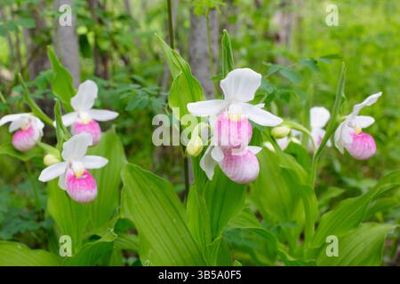 Le splendide pantofole da donna sbocciano in un'area boschiva selvaggia del Minnesota settentrionale. Cypripedium reginae è il fiore dello stato del Minnesota. Foto Stock