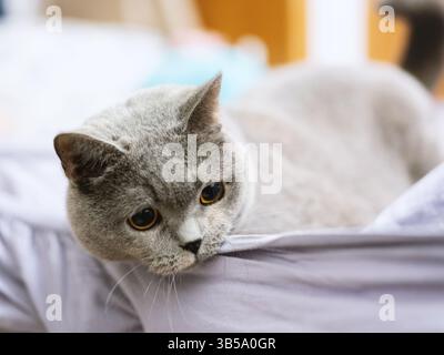 Un gatto britannico shorthair riposa e dorme sul divano Foto Stock