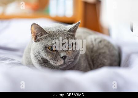 Un gatto britannico shorthair riposa e dorme sul divano Foto Stock