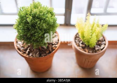 Il simpatico gatto grigio shorthair e il gatto giallo britannico longhair sono un paio di buoni amici. Spesso giocano insieme, guardano lo scenario Foto Stock