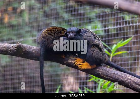 Vista ravvicinata della scimmia tamarin (Saguinus midas) dalla mano d'oro. Foto Stock