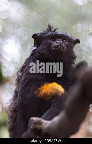 Vista ravvicinata della scimmia tamarin (Saguinus midas) dalla mano d'oro. Foto Stock