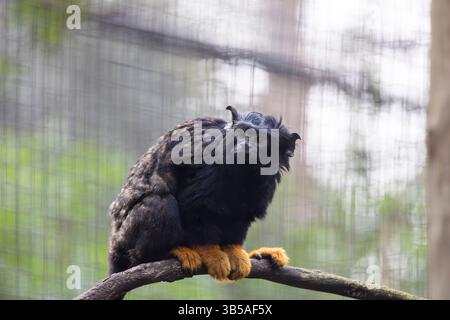 Vista ravvicinata della scimmia tamarin (Saguinus midas) dalla mano d'oro. Foto Stock
