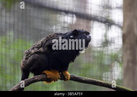 Vista ravvicinata della scimmia tamarin (Saguinus midas) dalla mano d'oro. Foto Stock