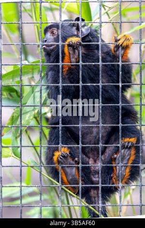 Vista ravvicinata della scimmia tamarin (Saguinus midas) dalla mano d'oro. Foto Stock