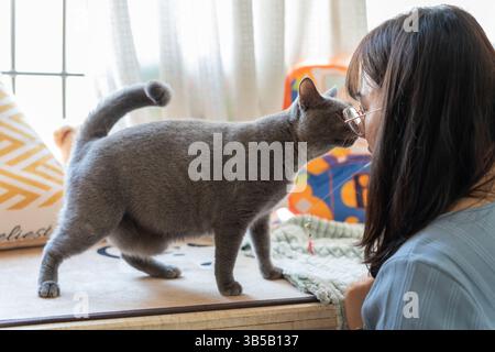 il proprietario di un animale domestico scatta una foto con il suo gatto mentre gioca all'interno Foto Stock