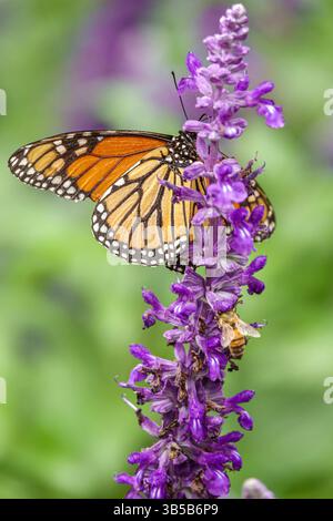 Orlando Florida, Harry P Leu Gardens, giardino botanico, fotografia di macro natura ravvicinata, farfalla Monarch, Danaus plexippus, ali arancioni bianche e nere, api Foto Stock