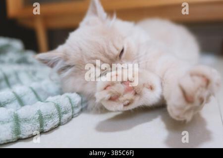 Il gattino bianco dormiente si arriccia su una coperta morbida Foto Stock