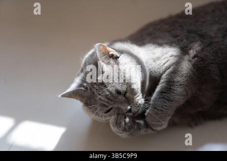 Gray Cat Licking ITS Paw Foto Stock
