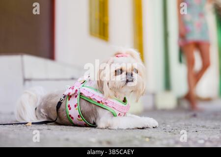 Il simpatico cane Shih Tzu sdraiato su un marciapiede urbano, indossa un'elegante imbracatura rosa, con una persona sfocata che cammina sullo sfondo. Foto Stock