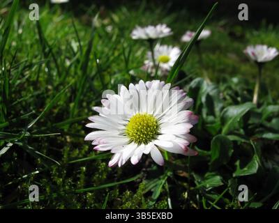 English Daisies fuori nel parco Foto Stock