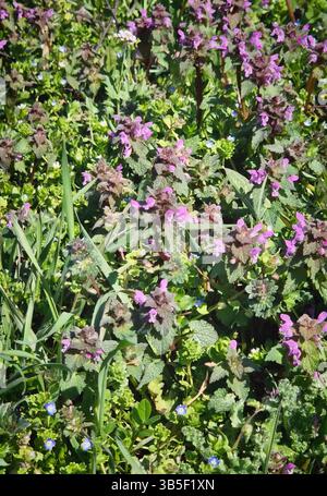 Ortica morta rossa in fiore, nota come arcangelo viola (Lamium purpureum) che oscilla nel vento primaverile. Vivace macchia di fiori selvatici e erbe verdi Foto Stock