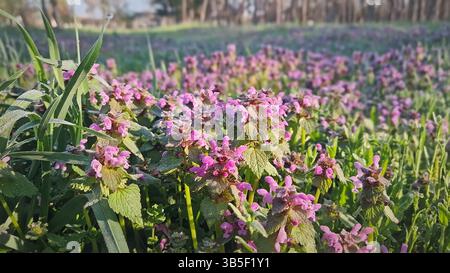 Il prato primaverile di dewy con fiori rosa di ortica morta sparpagliati. Le goccioline di rugiada scintillanti sulle lame dell'erba creano un morni fresco e vivace Foto Stock