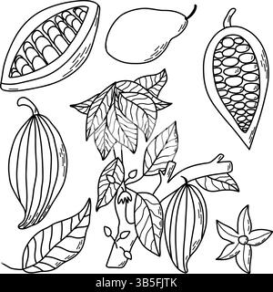 Illustrazione dettagliata con linee nere che raffigura i componenti della pianta del cacao, tra cui baccelli, foglie e fiori. Ideale per didattica, botanica e arti Illustrazione Vettoriale