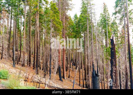 Ampia vista dei tronchi di alberi carbonizzati nel Parco Nazionale delle sequoie, che mostra le conseguenze dei recenti incendi, con resti di vegetazione bruciata e re Foto Stock