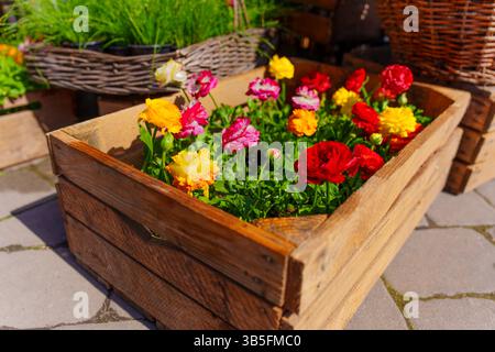 Vivace scatola di legno piena di fiori ranunculus in fiore, che mostra una varietà di colori, catturati in un giardino all'aperto soleggiato, che enfatizza la natura Foto Stock