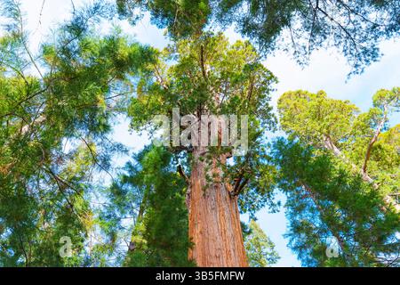 Sequoia National Park, California - 30 novembre 2024: Vista dall'angolo basso dell'imponente albero General Sherman, che mostra la sua altezza torreggiante e la sua lussureggiante Foto Stock