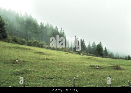 Campo di erba verde in una nebbiosa giornata di settembre a Ravna Romanija, Bosnia ed Erzegovina Foto Stock