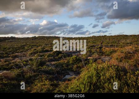 Persona che cammina lungo il sentiero a North Head sotto la luce dorata del pomeriggio Foto Stock