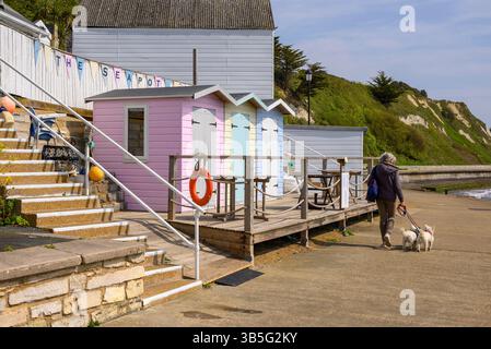 Capanne sulla spiaggia pastello in un caffè e cane da passeggio sul muro del mare, Wheeler's Bay, Ventnor, Isola di Wight, Regno Unito Foto Stock