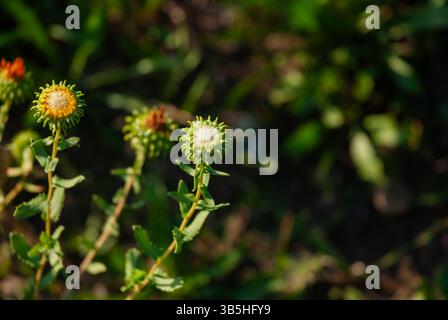 Testa di seme di dente di leone su uno sfondo verde lussureggiante alla luce naturale del sole, catturando la bellezza della natura e il ciclo di fioritura fino al seme. Foto Stock
