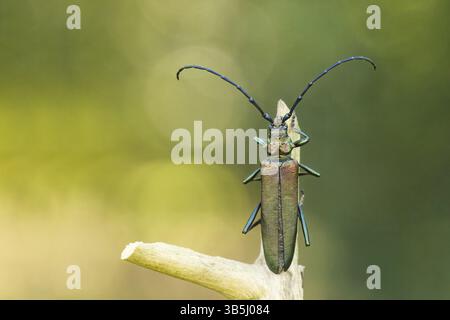 Musk buck (Aromia moschata) .jpg Foto Stock