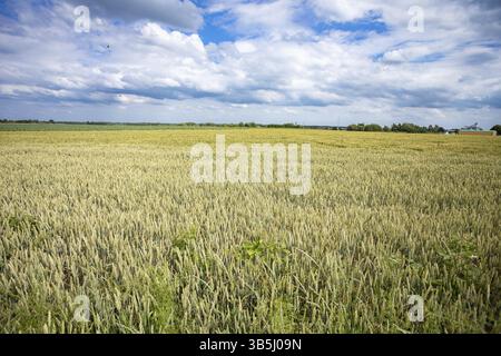 Un paesaggio pittoresco con un vasto campo di grano dorato sotto un cielo blu pieno di soffici nuvole bianche Foto Stock