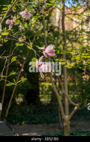 La Saucer Magnolia (Magnolia x soulangeana) è un meraviglioso albero ibrido conosciuto per le sue grandi e profumate fioriture rosa-bianche che appaiono all'inizio della primavera. Foto Stock