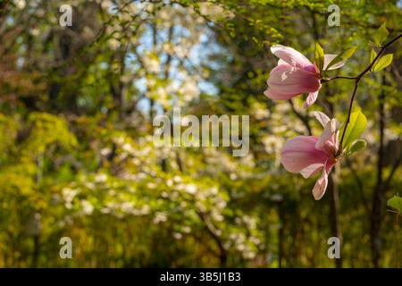 La Saucer Magnolia (Magnolia x soulangeana) è un meraviglioso albero ibrido conosciuto per le sue grandi e profumate fioriture rosa-bianche che appaiono all'inizio della primavera. Foto Stock