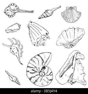 Cassis conchiglia, nautilus e lambis, schizzo in bianco e nero. Illustrazione del vettore marino. Una serie di conchiglie diverse del mondo sottomarino della o Illustrazione Vettoriale