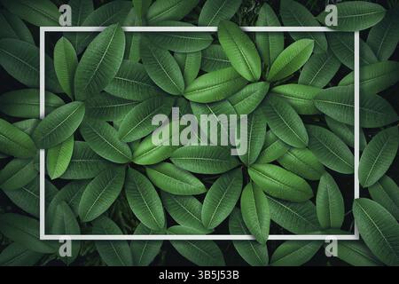 Foglia verde tropicale con goccia d'acqua, concetto creativo di layout delle note di carta Foto Stock