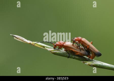 Scarabeo rosso comune da soldato (Rhagonycha fulva) su un orecchio di mais Foto Stock