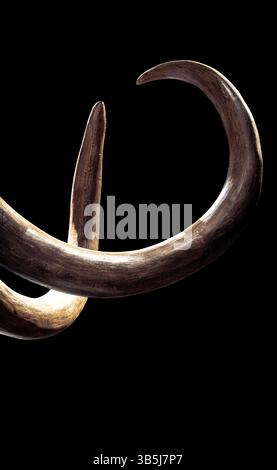 Una vista ravvicinata di enormi zanne di mammut, che mostrano le loro intricate curve e texture. Le zanne si distinguono su uno sfondo scuro. Foto Stock