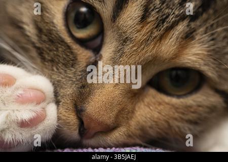Un primo piano di una gatta sdraiata sul letto con gli occhi spalancati. Apri gli occhi, un naso dolce e i cuscinetti della zampa posteriore del gattino Foto Stock