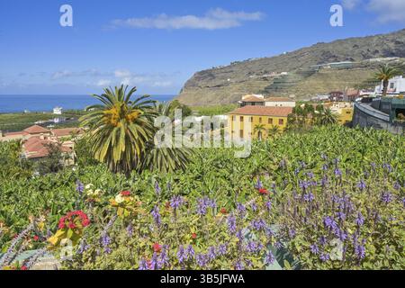Piantagione di banane, palme da dattero, fiori, Villa de Tazacorte, la Palma, Spagna, Europa Foto Stock