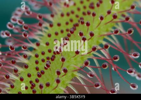 Primo piano estremo di una foglia di cappa Sundew (Drosera capensis), che mostra peli ghiandolari con mucillagine appiccicose utilizzate per intrappolare gli insetti. Foto Stock