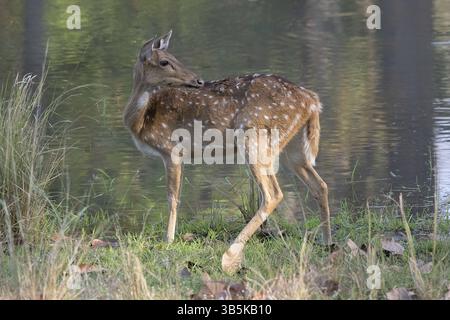 AXIS Deer, Chital (asse dell'asse), Parco nazionale di Bandhavgarh, riserva delle tigri, Madhya Pradesh, Vindhya Hills, India, Asia Foto Stock
