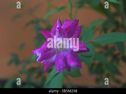 Le rose sono molto popolari tra le donne, hanno colori bellissimi e forme floreali attraenti, le rose hanno vari colori, ci sono giallo, rosso e rosa Foto Stock