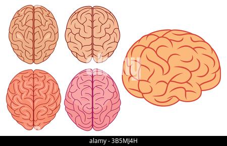 Illustrazione colorata di diversi cervelli umani Illustrazione Vettoriale
