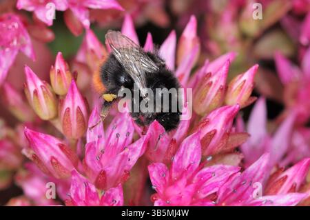 Bumblebee dalla coda rossa (Bombus lapidarius) che si nutre di sedum coltivato in giardino, Berwickshire, Scozia, luglio Foto Stock