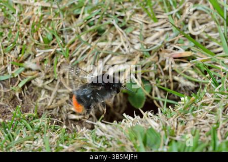 Bumblebee dalla coda rossa (Bombus lapidarius) che si libra sopra l'ingresso del nido sotterraneo nella prateria naturale della riserva naturale di St Abbs Head Foto Stock