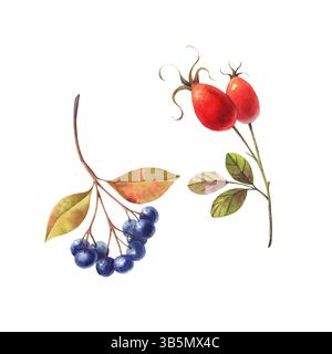 Chokeberry, rosehip con foglie verdi. Illustrazione ad acquerello disegnata a mano. Elementi botanici isolati su sfondo bianco per design stagionale, confezioni e inviti. Foto Stock