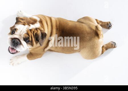 Guardiamo il cane grasso che giace sul pavimento dall'alto. Il Bulldog inglese era allevato come un compagno e cane deterrente. Una razza con un cappotto marrone con Foto Stock
