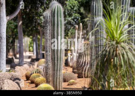 Vista del giardino di cactus, Tenerife, Spagna. Diversi tipi di cactus e succulenti a Tenerife. Viaggiare. Vacanze. Foto Stock