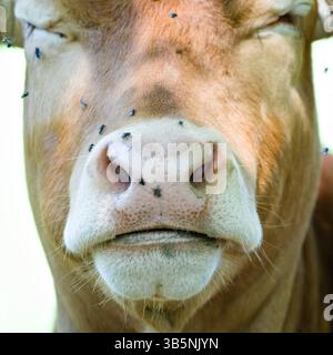 Dettaglio ravvicinato della museruola di mucca coperta da fastidiose mosche. Divertente foto di animali. Foto Stock