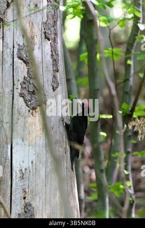 Dryocopus martius, noto anche come picchio nero, sta strisciando sull'albero. Uccello raro in repubblica Ceca. Foto Stock