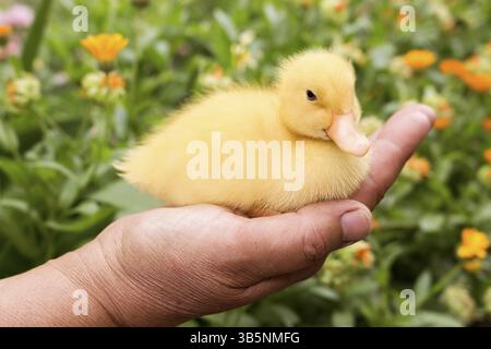 Baby Duck tenuto in mano Womans in giardino Foto Stock