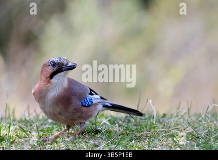 jay eurasiatico in cerca di cibo in primavera Foto Stock